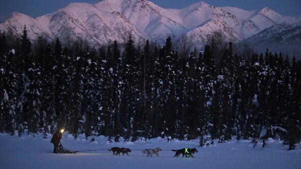 Alaska's Iditarod Dogs Get Neon Visibility Harnesses After 5 Were Fatally Hit While Training