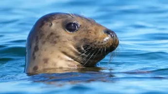 Republicans Try to Weaken 50-Year-Old Law Protecting Whales, Seals and Polar Bears