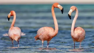 The Quietest Corner of the Caribbean That Most Tourists Don't Know About